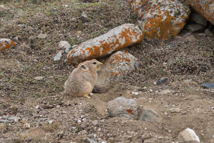 Hare